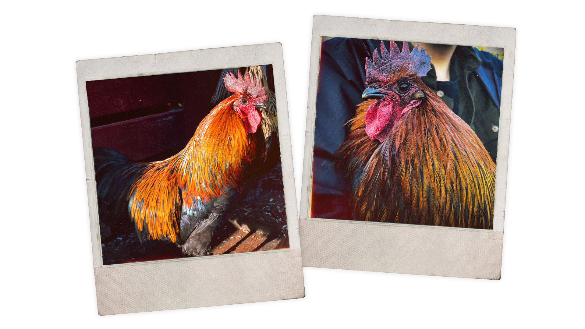 スクラッピーはこうして生まれた | アークレイダース